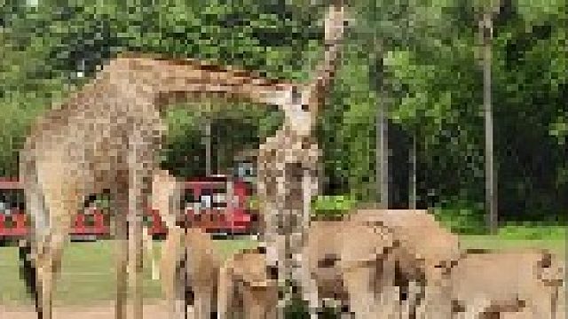 长隆动物园不是肯尼亚去不起而是长隆动物园更有性价比