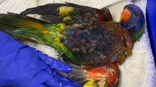 国外小姐姐救助了只被老鼠贴粘住的鹦鹉，不料痊愈后竟带来意外惊喜