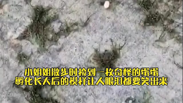 国外小姐姐散步时捡到一枚奇怪的蛋蛋，孵化长大后的模样让人眼泪都要笑出来