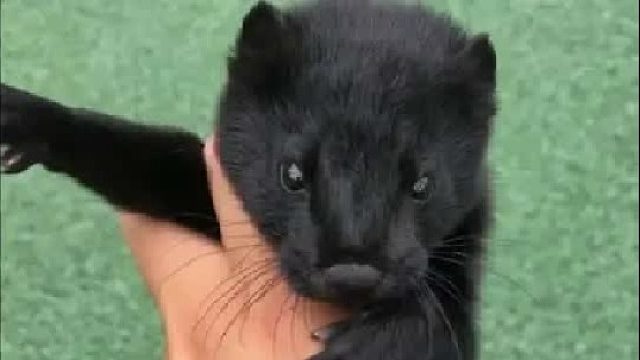 鼬科动物都不是好惹的，带你认识10种鼬科动物