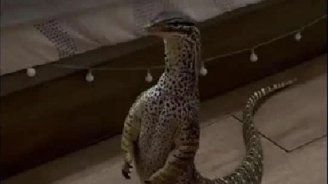 动物的迷惑行为都是有一定原因的