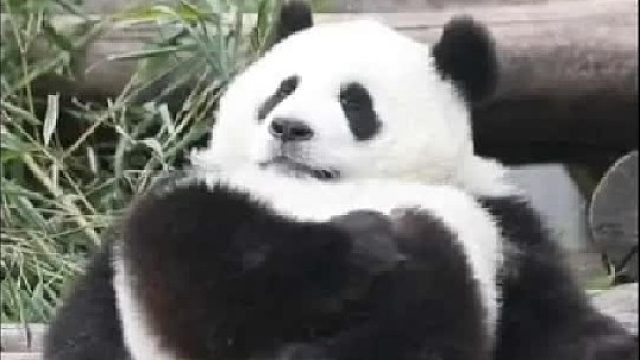 CNN评选的十大可爱动物，你觉得哪个“颜不配位”呢？