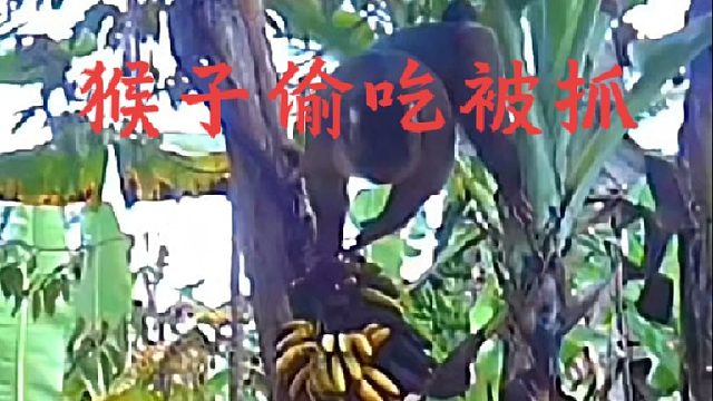 猴子悄摸潜入香蕉林偷吃，结果令他后悔莫及