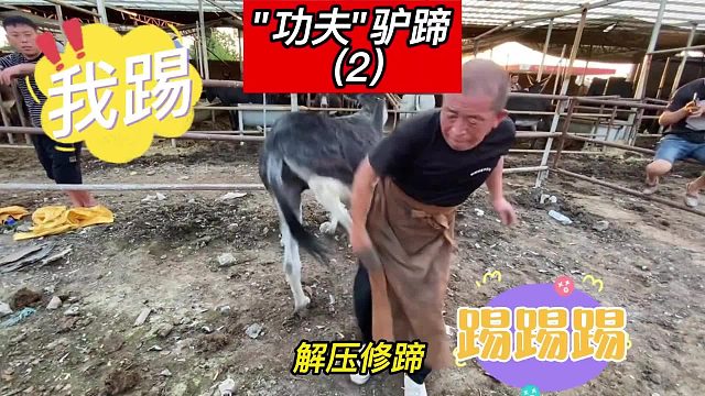 “功夫驴蹄”2,犟驴又出新招跳踢，大爷一切尽在掌控中，死死拿捏