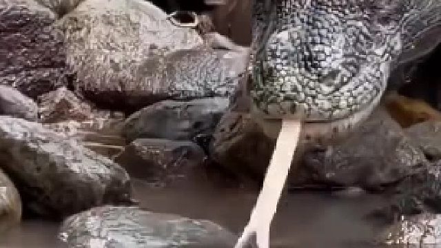 三嫂的克星三哥