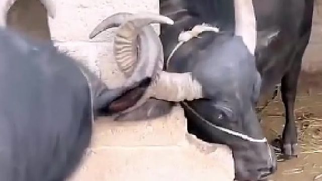 此乃全球性巨大挑战