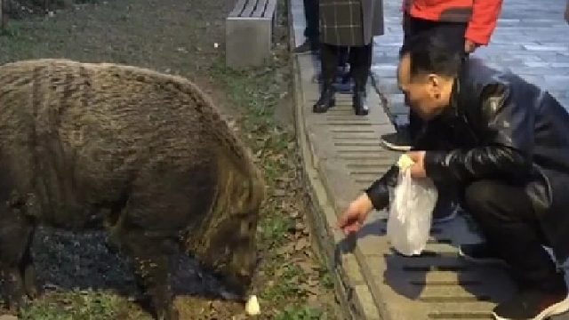 中国动物界的两大街溜子南京随地开饭野猪和大连顶老头梅花鹿