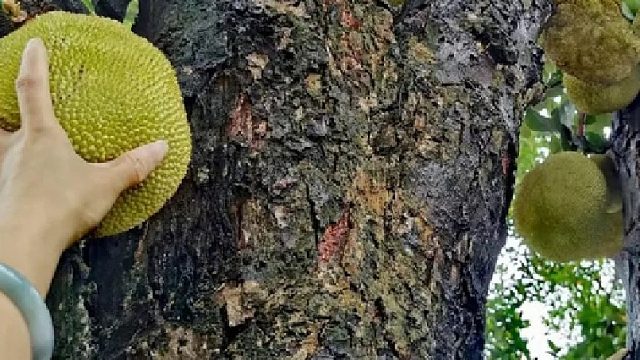 广西绿化带天上不会掉馅饼但广西的天空那是真的会掉水果呀