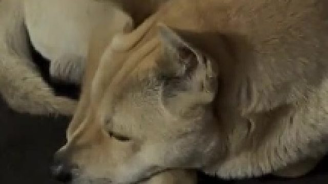 你永远叫不醒一只装睡的狗