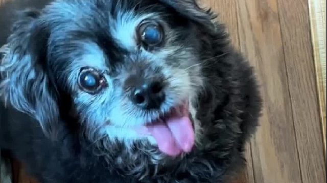 24岁的狗爷爷为了让主人不担忧，在主人面前总是强撑保持微笑