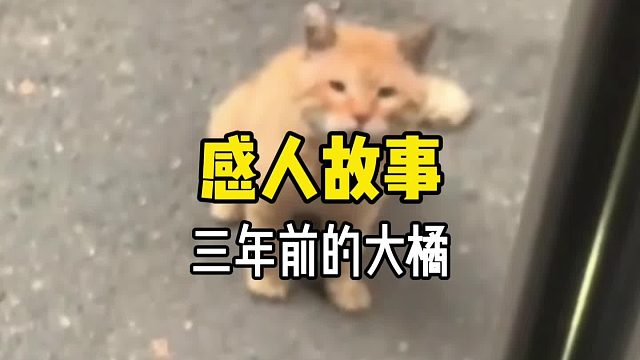 一只猫究竟可以记住一个人多长时间呢……