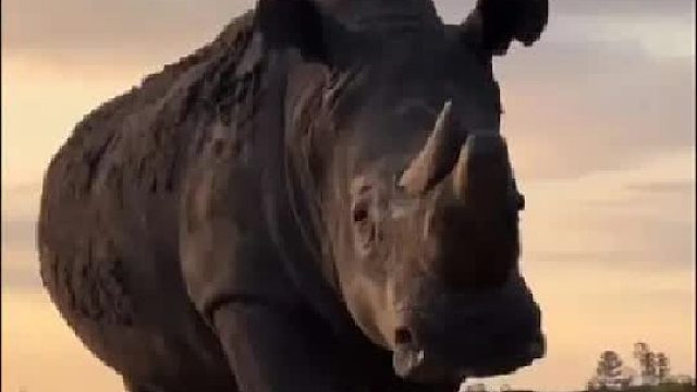 分享18种比你想象中还要大的动物