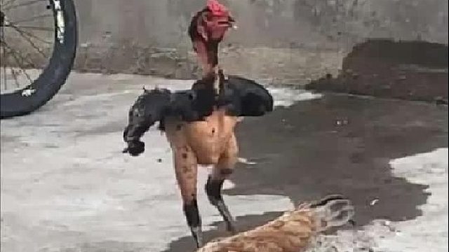 这些鸡还有救吗