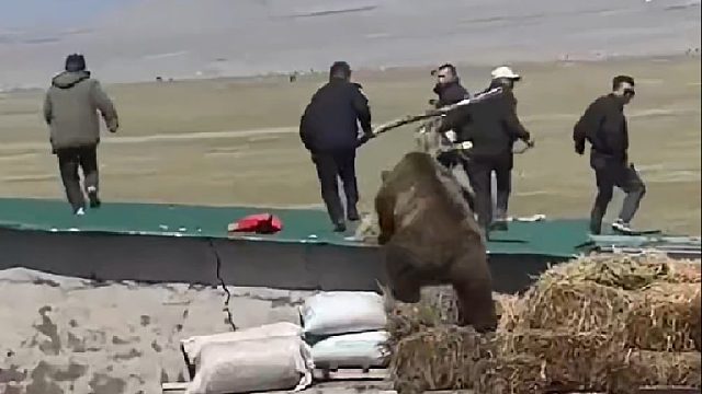 村民制作陷阱抓捕偷吃家畜的棕熊