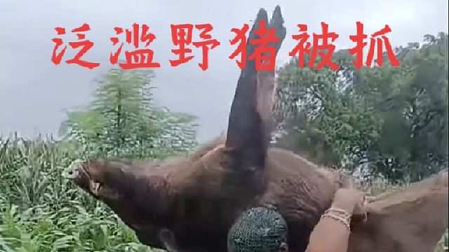 祸害庄稼的野猪王终于被村民逮住