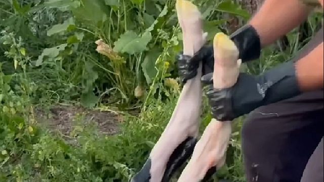 男子从奶牛妈妈肚子里将幼崽拽了出来抢救