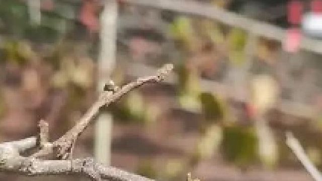 这东西也挺可爱的哈