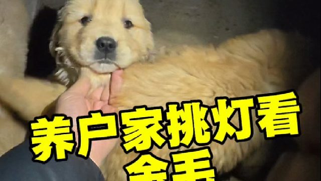 帮开封本地粉丝寻金毛，十年未养狗的大哥养狗心切，毫不犹豫拿下