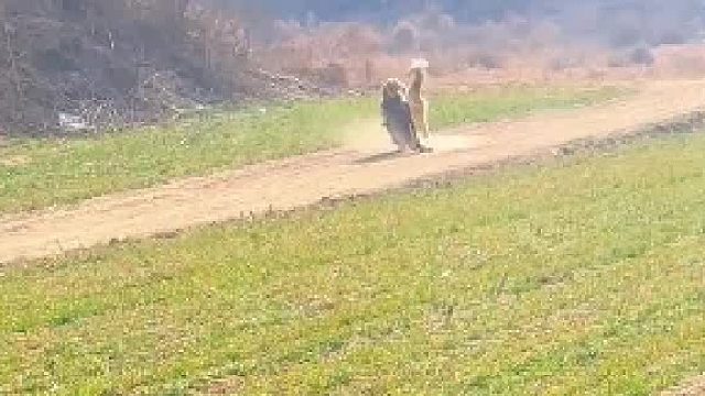 金毛竟叼来礼物 不料走近一看瞬间吓坏 网友：给它大奶叼回来了