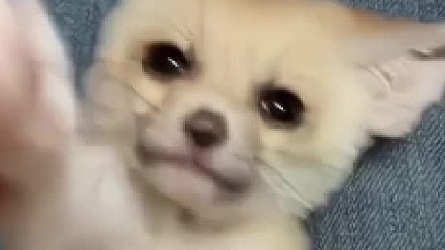 日子越来越有判头了