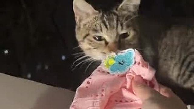 狸花猫：有人要你的猫命，很舍得出钱