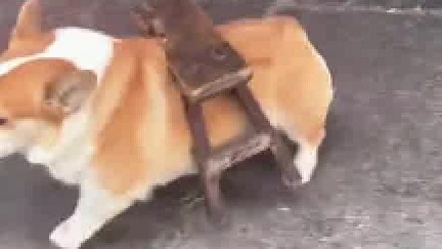 给你们见识一下板凳狗