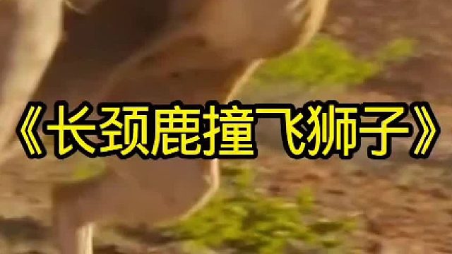 长颈鹿居然将狮子撞飞了