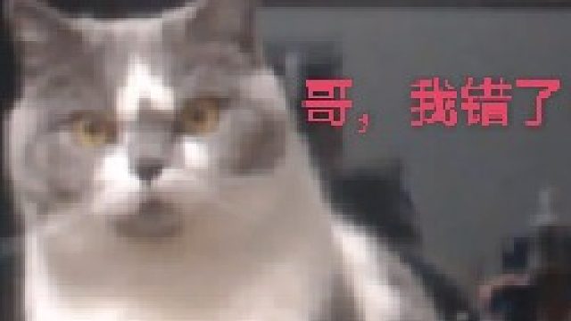 《哥，我错了》