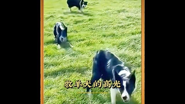 草原才是边牧的家