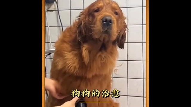 眼神不好的狗子