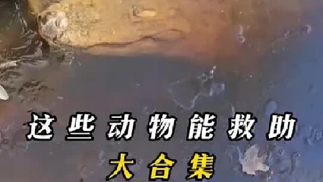 这些动物还有救吗？（合集）