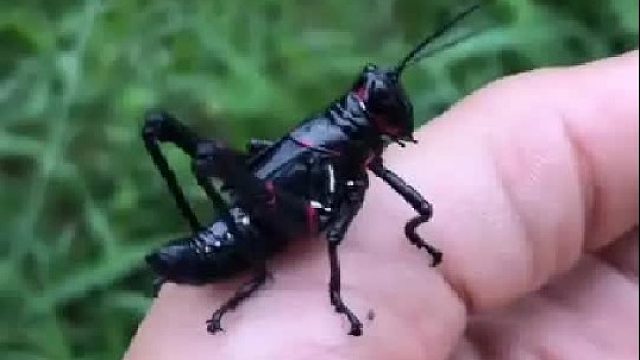 带你认识11种奇特的生物，你认识几种？