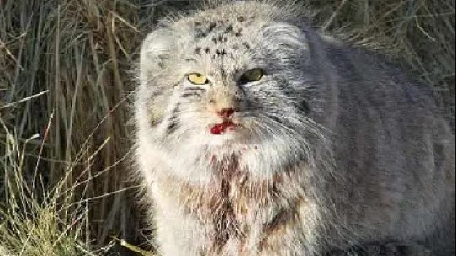 这些动物还有救吗？