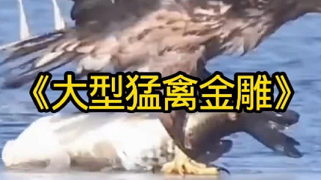 大型猛禽金雕猛禽中的王者