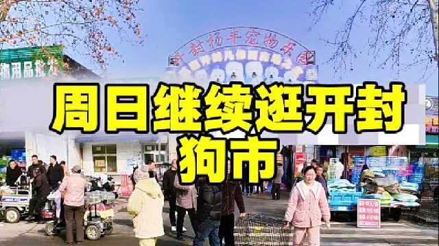周日继续逛开封狗市，帮粉丝完成养宠心愿，新手逛狗市要多逛多看