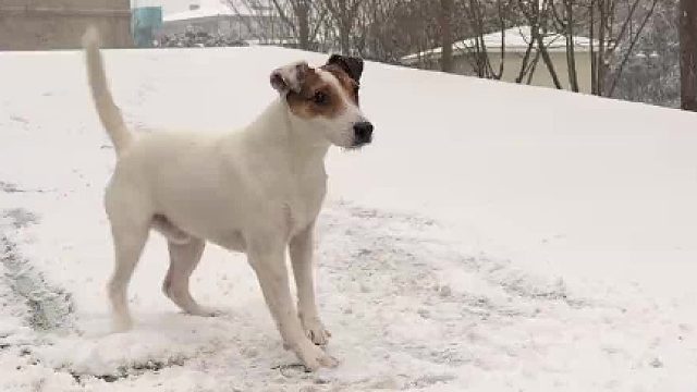 狗狗梦开始的地方