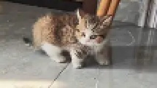 小猫咪有点反骨哈