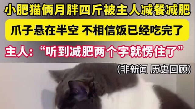 小肥猫俩月胖四斤被主人减餐减肥 爪子悬在半空 不相信饭已经吃完了 主人“听到减肥两个字就愣住了”