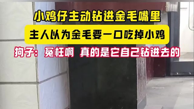 小鸡仔主动钻进金毛嘴里 主人以为金毛要一口吃掉小鸡