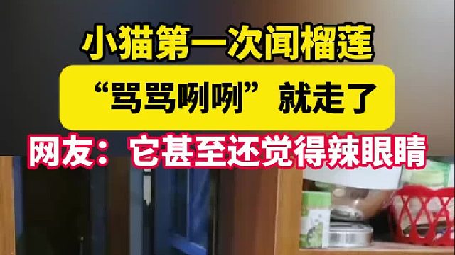小猫第一次闻榴莲 “骂骂咧咧”就走了 网友：它甚至还觉得辣眼睛