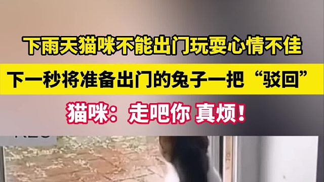 下雨天猫咪不能出门玩耍心情不佳 下一秒将准备出门的兔子一把“驳回”