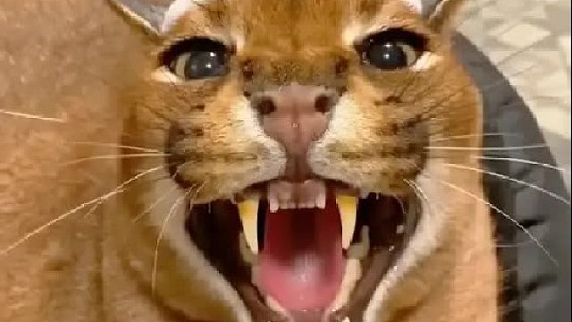 一只狞猫为了躲避追捕闯入女孩车里，后来它们因此建立起深厚感情