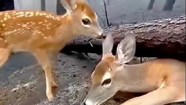 一只小鹿为了躲避野狼追捕闯入帐篷里，男人机智用肉把野狼打发走