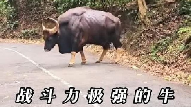 带你认识12种“牛牛”，你认识几种？