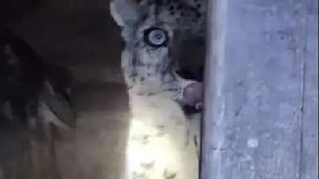 带你认识16种动物，你想撸哪一个呢