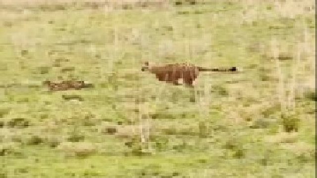 猎豹追捕薮猫，大猫追小猫！