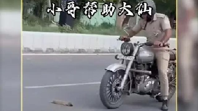 一只难产的黄鼠狼妈妈不慎被车子碾压