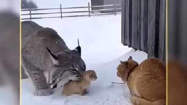 猫咪幼崽被猞猁叼走，狗狗们全力追击解救