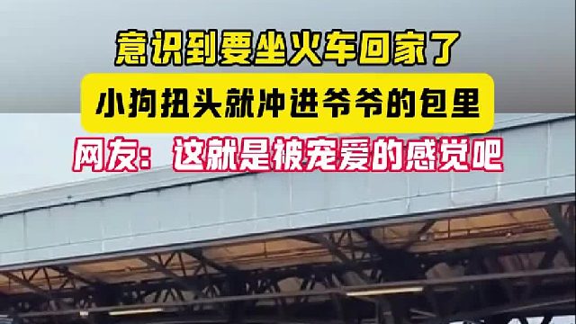 意识到要坐火车回家了 小狗扭头就冲进爷爷的包里