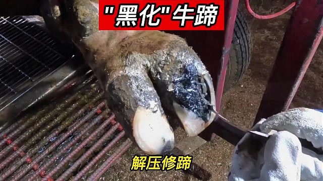 “黑化”牛蹄，莫愁蹄界无知己，谁人能拒看修蹄，应网友要求这是一个有治疗后续的视频，一定要看到最后